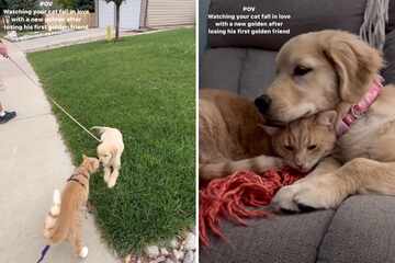Mourning cat learns to love again with new puppy sibling