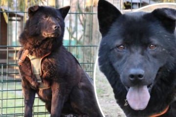 Sie kam als Welpe ins Tierheim: Chow-Chow-Mischling Henriette sucht ihr Glück
