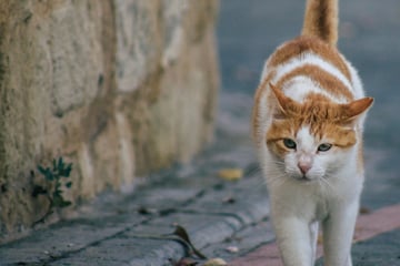 Mysteriöse Häufchen lösen Sorge aus und entpuppen sich als kuriose Tierstory
