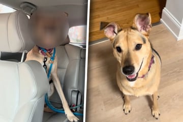 Hund begreift, dass er zurück ins Tierheim muss: Sein Blick ist für viele ein Stich ins Herz