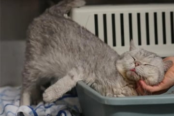 Trotz Handicap: Wer nimmt den verschmusten Kater Nano bei sich zu Hause auf?