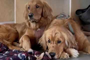 Golden Retriever dogs love watching their humans go rock climbing