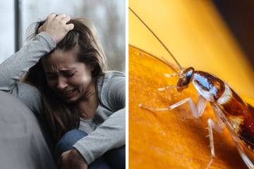 Kuriose Aktion im Zoo: Verschmähte Liebhaber können Kakerlake nach ihrem Ex benennen