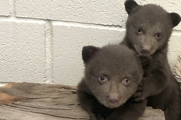Mutter getötet: Verwaiste Bärenbabys hoffen auf ihre zweite Chance