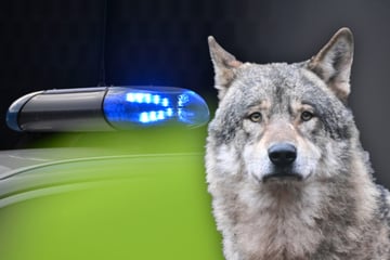 Auto erfasst Wolf im Bayerischen Wald