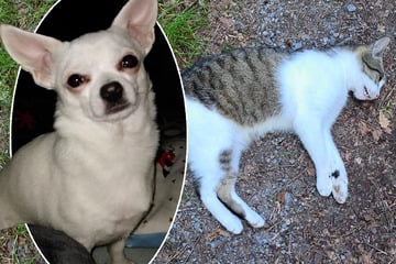 Tierschützer unter Schock: Wer vergiftet Hunde und Katzen im Feriengebiet?