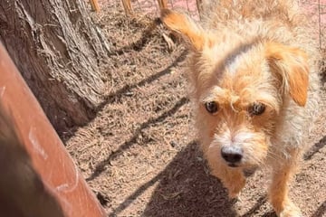 Verlassener Hund hat vor allen Angst: Rettende Idee eines Nachbarn geht Tierschützerin ans Herz
