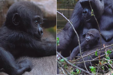 Baby gorilla Jameela reunites with new big brother and rest of zoo troop!