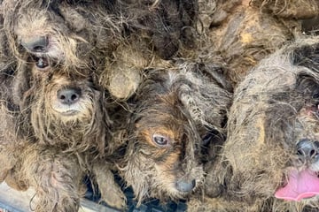 Hunde sind durch Verfilzung kaum noch zu erkennen: So anders sehen sie jetzt aus