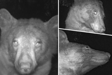 Schwarzbär entdeckt Wildtierkamera und schießt heftige Anzahl an Selfies