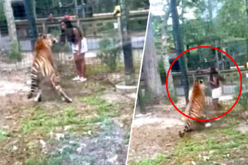 Zugeschnappt! Frau clatters over Zoo-Zaun and stretches Hand nach Tiger aus