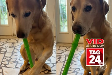 Viral Video of the Day for September 27, 2024: Dog plays recorder like an absolute pro on TikTok!