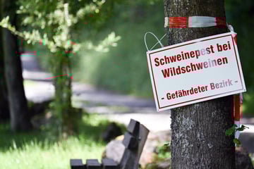 Killer-Virus wütet weiter: Suchhunde entdecken tote Frischlinge