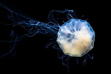What is the most poisonous jellyfish: The box jellyfish or irukandji?
