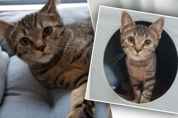 Kleine Katze kommt samt zweifelhafter Story ins Tierheim: Jetzt sucht sie ihr großes Glück