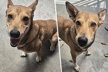 Arme Lucy wurde misshandelt und musste hungern: Findet die süße Hündin noch ihr Happy End?