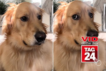 Viral Video of the Day for February 22, 2025: Dog's unusual burp gets TikTok giggling!