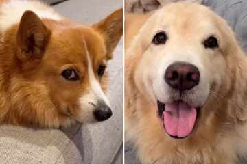 Golden Retriever dog is convinced he's a Corgi: what he does to show it makes tears of laughter flow