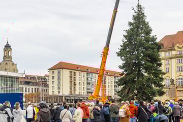 Rathaus sucht Super-Tanne für Striezelmarkt
