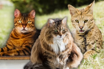 Das sind die Top 3 der teuersten Katzen der Welt