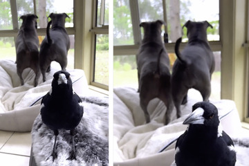 Elster führt Hunde mit besonderem Talent hinters Licht - Video geht viral