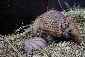 Seltener Zucht-Erfolg in NRW: Kugelgürteltier Paloma freut sich über Nachwuchs
