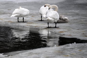 Seuchen-Alarm in Oberfranken: Dutzende tote Schwäne an Badesee