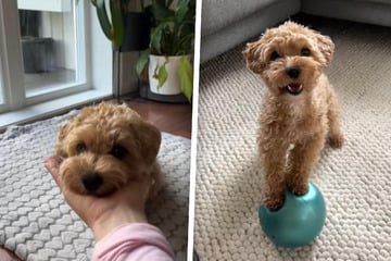 Sitz und Platz? Anfängerkram! Was dieser Malitpoo drauf hat, begeistert einfach alle