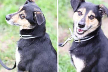 Erst skeptisch, dann verschmust: Wem darf Terrier-Mix Bruno sein Herz schenken?