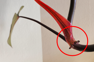 Klebrige Blätter an Orchidee und anderen Zimmerpflanzen - Was ist das?