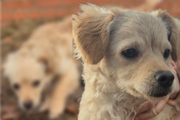 Süßer Welpe irrte hilflos umher, jetzt sucht Giotto ein schönes Zuhause