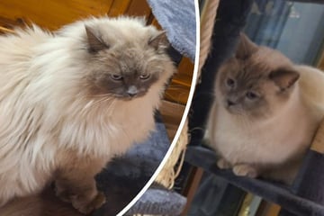 Dreister Diebstahl: Nachbarin schnappt sich Kater und zieht nach Sachsen