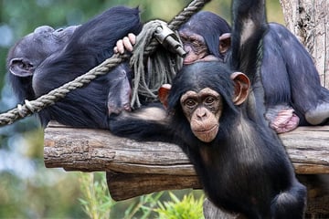 "Sie ist nicht die beste Mutter": Leipziger Affenbaby ruft um Hilfe, doch keiner kommt