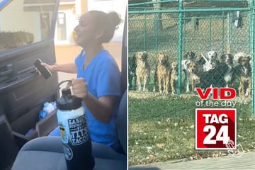 Viral Video of the Day for November 8, 2024: Girl's heart melts as pack of dogs send her off after work