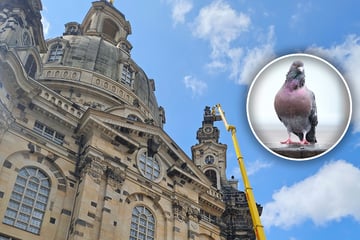 Dresden: Dresdner Frauenkirche kämpft gegen Vögel: Lieber vorsorgen als Tauben auf dem Dach