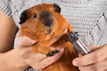 Fußpflege bei Meerschweinchen - Tipps und Infos zum Krallenschneiden