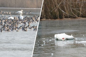 Vogelgrippe-Alarm in Sachsen: See mit toten Schwänen übersät