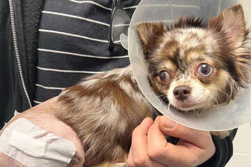 "Vom Bett gefallen": Kleiner Hund landet schwer verletzt im Tierheim