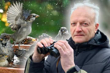 Chemnitz: Naturschützer sind alarmiert: In Chemnitz zwitschern immer weniger Spatzen