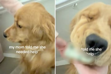 Als Frauen sehen, was Golden Retriever da im Maul hat, ist das Gelächter groß