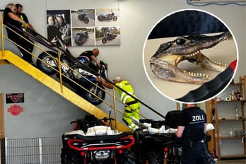 Zoll schlägt zu: Luxusfahrzeuge, Potenzmittel und ein Krokodilkopf sichergestellt