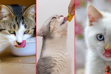What can cats eat? How to design the perfect cat diet