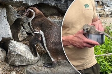 Pinguin-Drama im Zoo: Tierpfleger findet Küken regungslos vor der Höhle