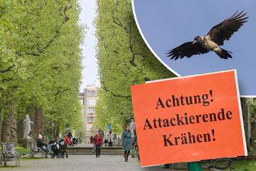 Dresden: Es kam schon zu blutigen Attacken! Krähen-Alarm in Dresden