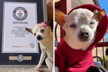 "Ältester Hund der Welt" tot: Pebbles hielt Guinness-Weltrekord!