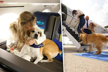 Tierischer Luxus oder total übertrieben? Erste Fluglinien für Hunde starten!