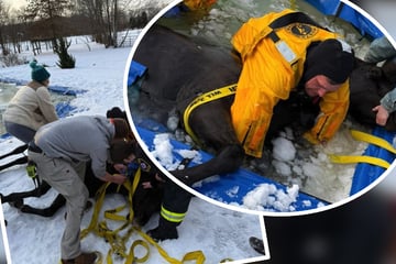 Anwohner alarmiert Feuerwehr: Pferd steckt im Pool fest