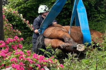 Pferd rutscht aus und steckt fest, dann rückt der Gabelstapler an