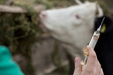 Blauzungenkrankheit macht die Runde: Jetzt ist auch dieser Landkreis betroffen!