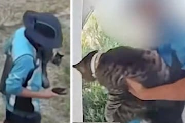 Paketbote nimmt Katze bei Zustellung einfach mit: Seine Begründung überrascht